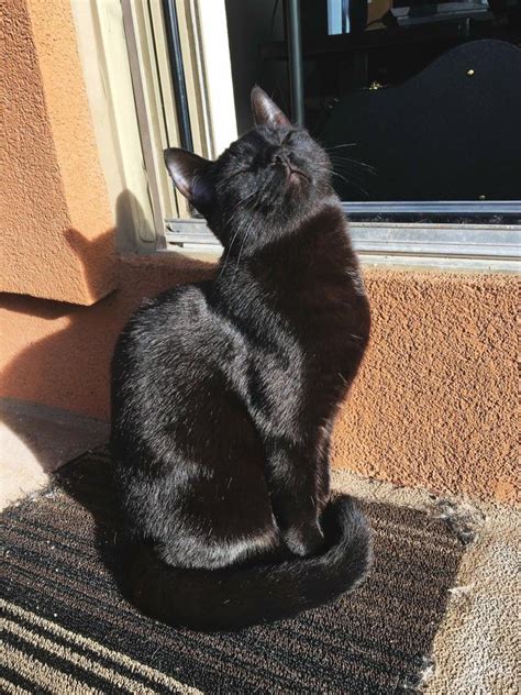 Psbattle Cat In The Sun Rphotoshopbattles