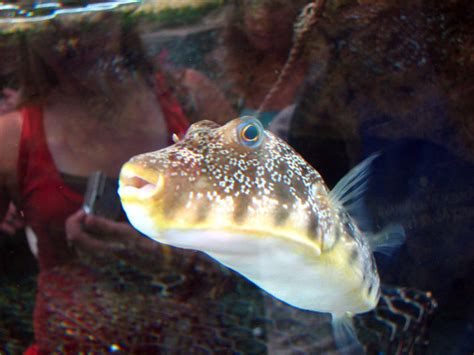 Florida Aquarium--pufferfish by shuttered-smiles on DeviantArt