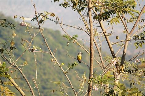 Birds Pajaros Aves Foto Gratis En Pixabay Pixabay