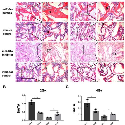 Mir A Overexpression Enhanced The Ectopic Bone Formation Of