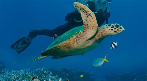 Les Meilleurs Endroits Pour La Plong E Sous Marine En Guadeloupe