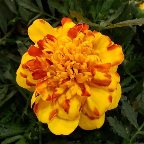 Marigold Flamenco Tagetes Patula Flamenco From Hillcrest Nursery