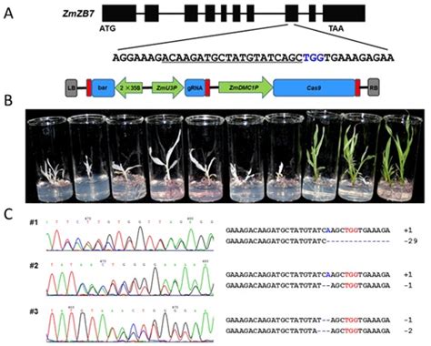 Crispr Cas