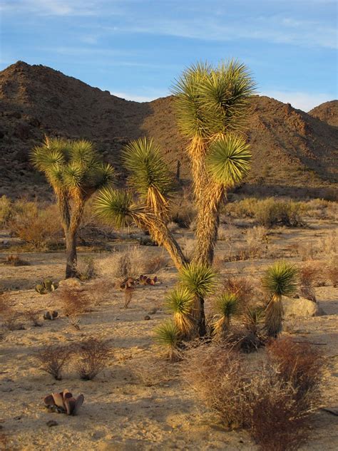 Elevation of Yucca, AZ, USA - Topographic Map - Altitude Map