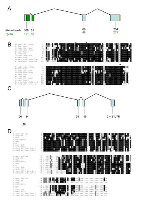 Runx And Cbf Genes In Cnidarians And A Sponge A Schematic