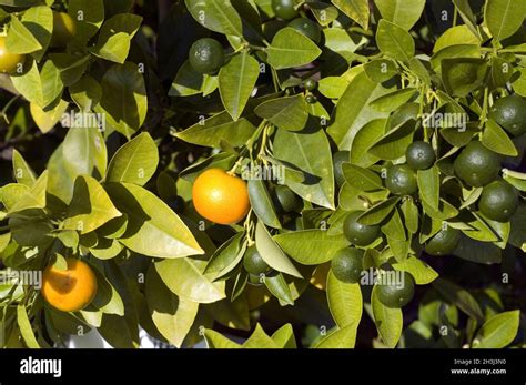 Citrus Sinensis Balcony Hi Res Stock Photography And Images Alamy