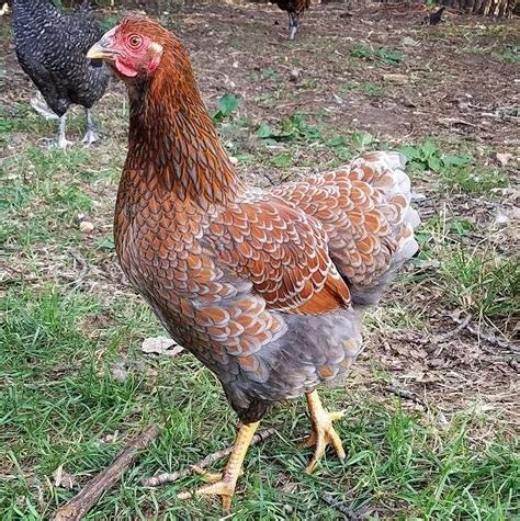 Blue Laced Red Wyandotte Hard Run Acres