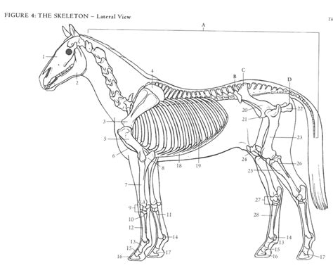 Ans 206 Equine Bones Diagram Quizlet