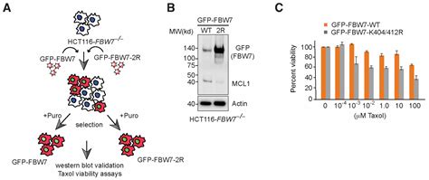 Cancers Free Full Text E3 Ubiquitin Ligase TRIP12 Controls Exit