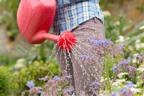 How to water your garden for free (and reduce water waste) - Gardening ...