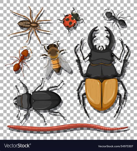 Set Different Insects On Transparent Background Vector Image