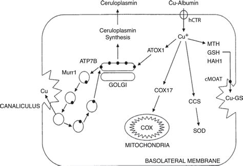 Chapter 28 Copper Metabolism And Copper Storage Disorders In Children