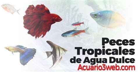 Diferencias Entre Peces Exóticos Y De Agua Dulce Guía Para Un Acuario Ideal