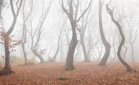 Au cœur de la forêt hantée Hoia Baciu personne ne vous entendra crier