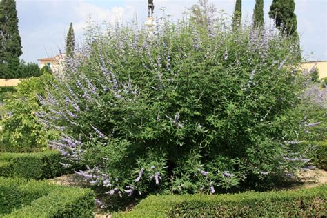 Konopljika Vitex Agnus Castus Plantea