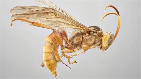 The ‘Vampire’ Wasp Is A Real Blood Sucker - Videos from The Weather Channel