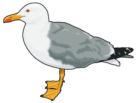 Seagull Clipart By Misterbug On Deviantart