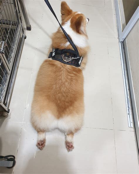 pets grooming salon near me 4