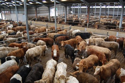 Beef Cattle Numbers Continue To Rise As Weekly Kill Passes Head