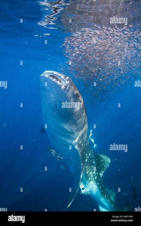 Requin Baleine Banque De Photographies Et Dimages à Haute Résolution