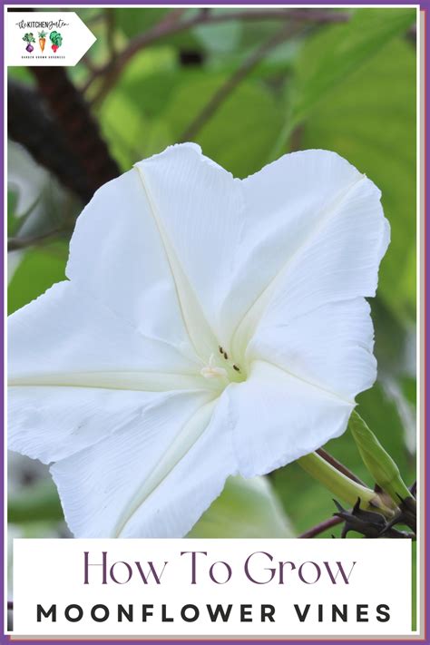 How To Grow Moonflowers Artofit