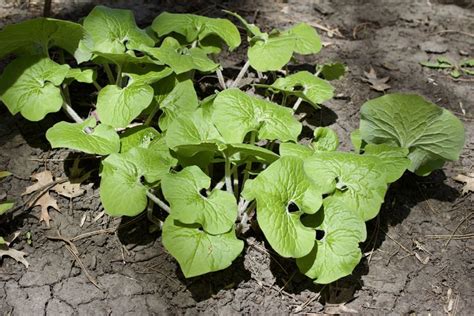 Native Plants That Thrive In Clay Soil