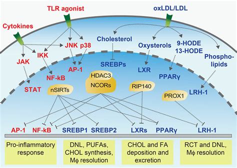 Immunometabolic Signalling At The Cellular Level Simplified Overview