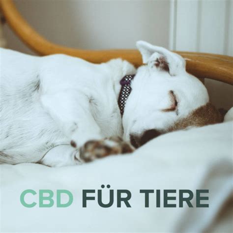 Cbd F R Tiere An Silvester Entspannung Pur