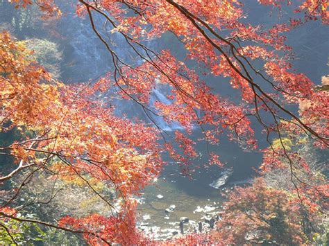 養老渓谷の紅葉画像2枚目 ｜紅葉名所2024