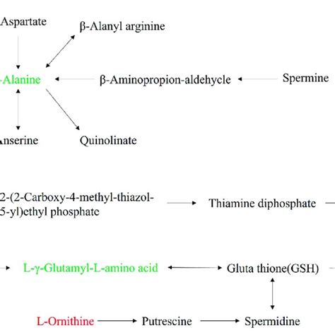 (A) Beta-Alanine metabolism, (B) Thiamine metabolism, and (C)... | Download Scientific Diagram