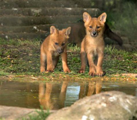 12 Playful Dhole Pups At Howletts Wild Animal Park Zooborns