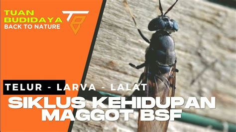 Siklus Kehidupan Budidaya Maggot Bsf Lalat Telur Larva 2 Youtube