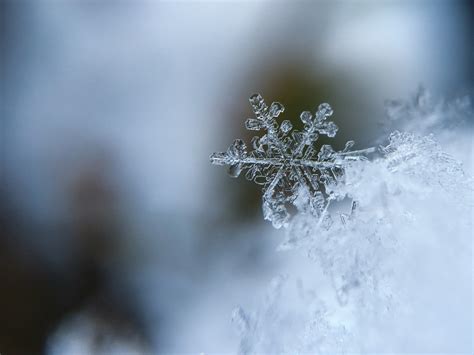 Free Images Tree Nature Branch Cold Winter Sunlight Leaf