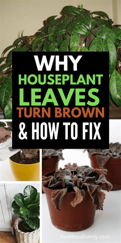 Houseplant Leaves Turn Brown Cause And How To Turn Green Again