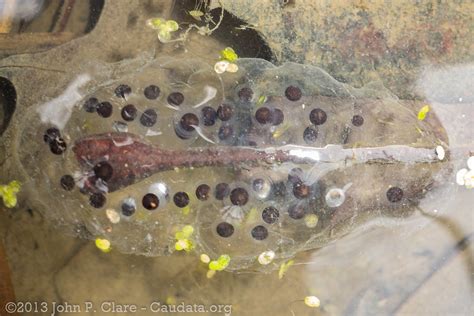 Jeffersons Salamander Eggs Ambystoma Jeffersonianum Flickr