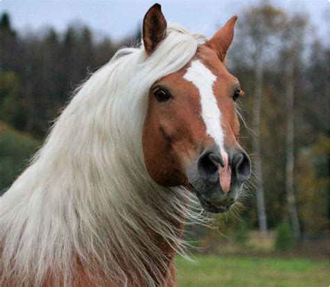 Haflinger Stallion Although Haflingers Can Do The Work Of Draft Horses