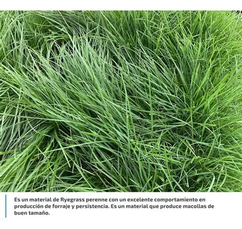 Semilla Forrajes Pastos Ryegrass Pere Rohan Clima Fr O Lb En Venta