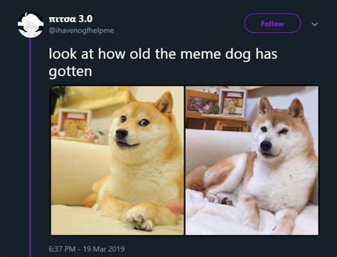 Old Doge | Doge | Know Your Meme