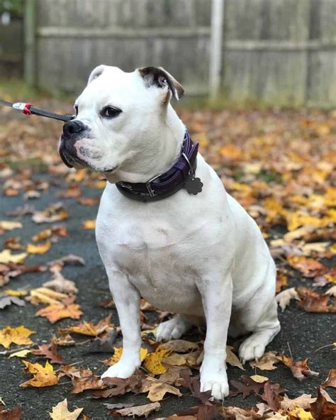 English Bulldog Terrier Mixed Breed Info Pictures And Facts