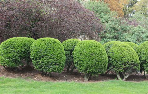 Evergreen Shrubs And Hedges You'll Want to Grow in Your Garden - Gardenerdy