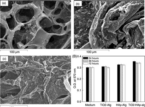 A Sem Images Of Cell Attachment After H Of Mg Cells On A Tio