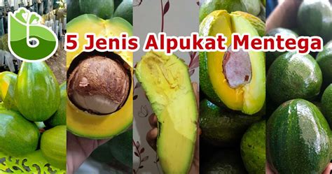 5 Jenis Alpukat Mentega Unggul Cepat Berbuah & Cocok Ditanam