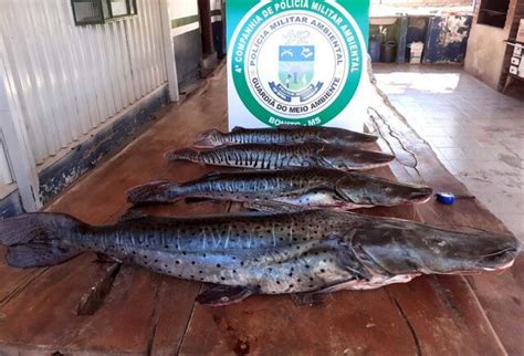 Pma Apreende Kg De Pescado Capturados Durante A Piracema E Petrechos