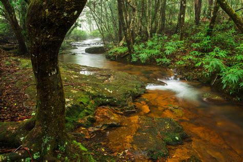 Springbrook National Park Gold Coast How To Reach Best Time Tips