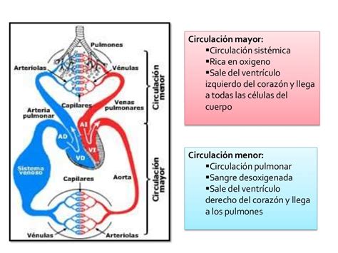 Circulacion Mayor Y Menor