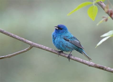 Indigo Bunting A Signature Songbird Of Eastern Forests Po Flickr