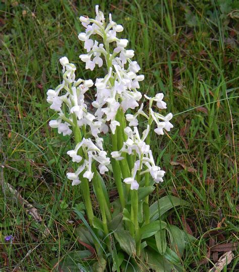 Orchidea Sarda Da Identificare A Longicornu Apocromia Natura