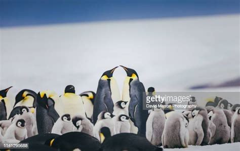 Emperor Penguin Couple Photos And Premium High Res Pictures Getty Images