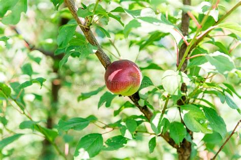 Sweet Juicy Nectarine on a Tree. Harvesting Nectarine. Gardening. Stock ...