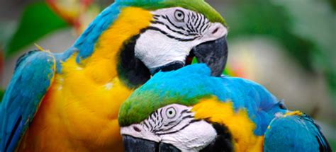 Buy Parrots and Exotic Pets - Parrots of the World - Pet Shop ...